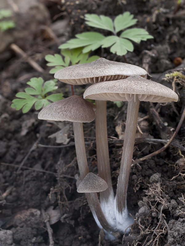 Entoloma vernum